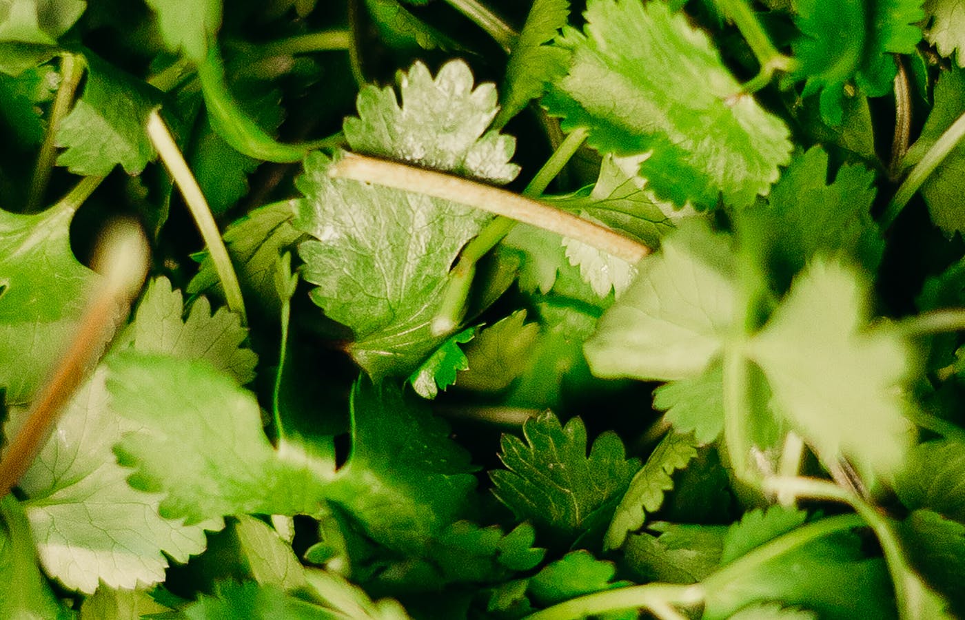 Close-up of fresh cilantro leaves