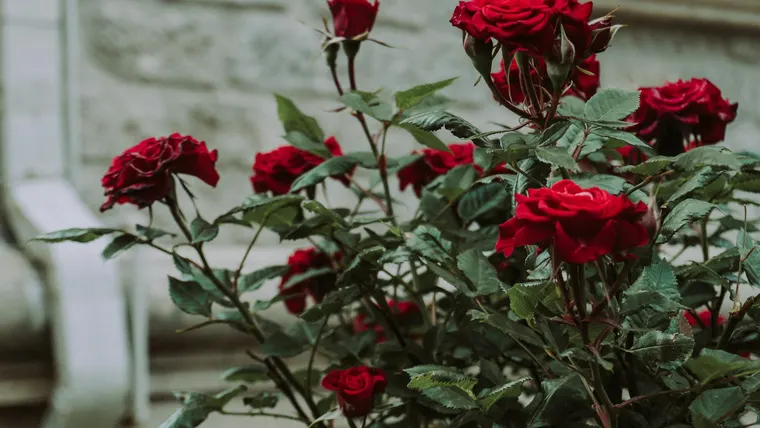 Rosas vermelhas em destaque diante de uma parede clara